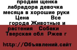 продам щенка лабрадора девочка 2 месяца в хорошие руки › Цена ­ 8 000 - Все города Животные и растения » Собаки   . Тверская обл.,Ржев г.